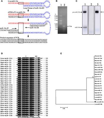 miR-10c Facilitates White Spot Syndrome Virus Infection by Targeting Toll3 in Litopenaeus vannemei